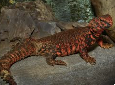 Red Uromastyx Captive Bred